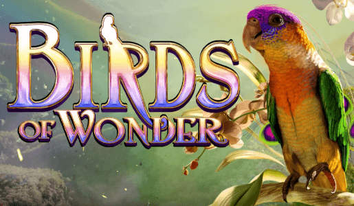 birds-of-wonder